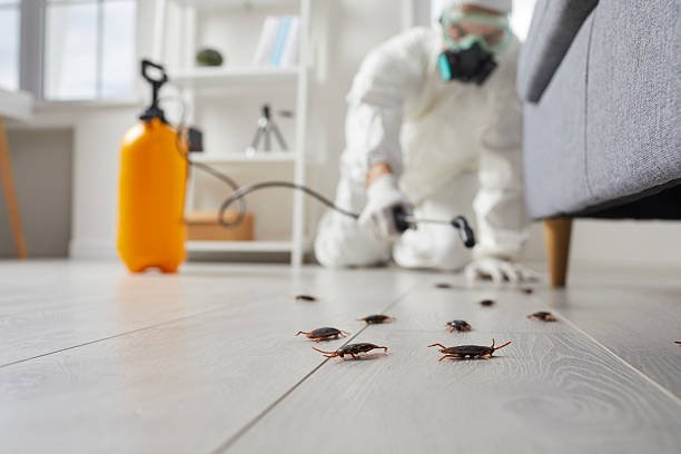 Commercial Kitchen Cockroach Control in Ottawa